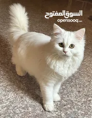  3 قطط شيرازي نضيفات العمر ثلاث شهور