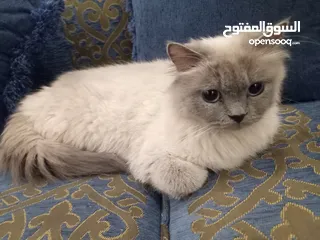  15 قطة هملايا شوكلت و قطه سكوتش برتش بريطاني قط  بسعر رمزي  شبه تبني للتبني متعودات لتربوكس وداري فود و
