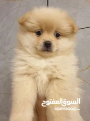  7 جراء بوميريان اصغر حجم تيكب