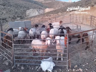  4 19 ثنيه فيهن عشار للتواصل