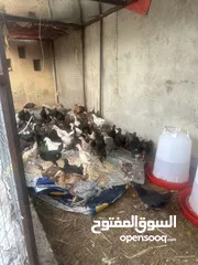  4 دجاج عمانيه لبيع