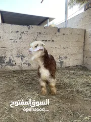  1 صخل رحبي اصل + تيس اجم رحبي اصل