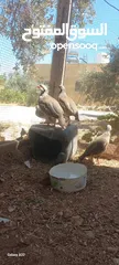  1 خمسة ذكور حجل  للبيع