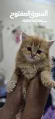  2 Persian Kittens  