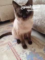  1 قط نوع  سيامي مرتب  واليف  وهادء