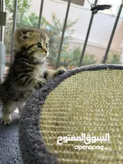  1 ذكر سكوتش قولد جولدن العمر 55 يوم جاهز لبيته الجديد