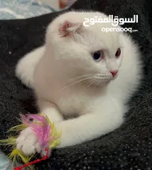  1 سكوتش فولد