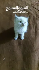  1 قطط هملايا صغيرة