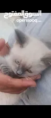  1 قط سيامي للبيع ال قط حله بكثير من البصورا عمرشهرين
