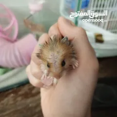  1 هامستر اللونغ هير و شورت هير عدد 4 عمر شهر للبيع  سعر الواحد 6 الجوز 10
