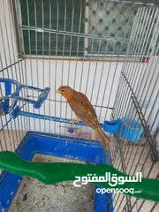  10 فحل كرزي ومخلفين مشمشيات قرميديات