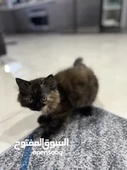  2 قطط للبيع في بغداد