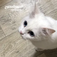  2 بزونه شيرازي للبيع