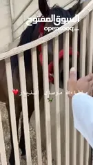  2 للبيع حصان بولش