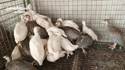  1 فراخ فرعوني ابيض وازرق صحه ونضاله تبارك الرحمن