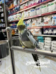  7 كوكتيل ذكر متكلم عرض قوي عالسعر شوف الوصف
