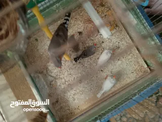  3 طيور فنقز للبيع