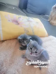  1 قطط هملايا مكس شيرازي بسعر 35