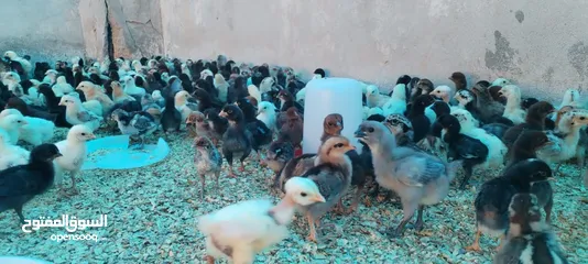  3 موجود صيصان بلدي بكميات