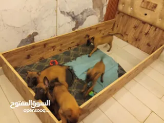  2 كلاب بالجيم مالينو