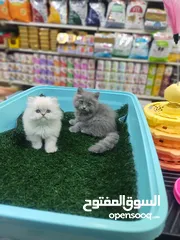  3 قطط سكوتش فولد وهملايا دباديب صغار