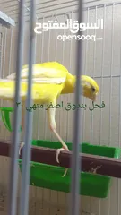  2 التفاصيل في الصور