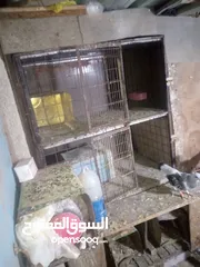  17 جوز حمام يمامه للبيع صحه ونضافه وشغال