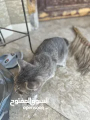  3 قطه شعرانيه