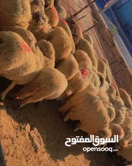  3 لحام جزار متنقل لذبح الأضاحي في المنزل