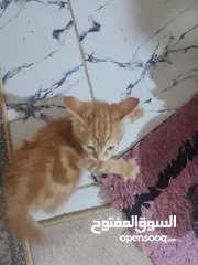  2 شيرازي بيور