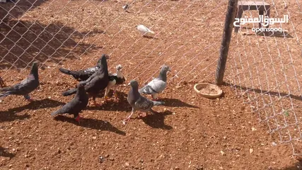  7 حمام للبيع قرقاطي