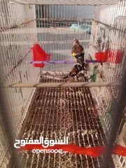  29 حساسين وكنارات نخب اول مقنوة صحة ونضافة