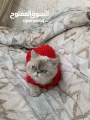  4 انثى هملايا للبيع