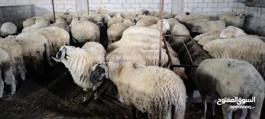  9 خرفان روماني