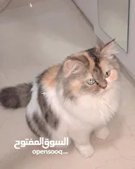  1 قطه انثى شيرازي