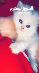  1 شيرازي  ابيض