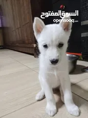  6 female White husky 2 months old