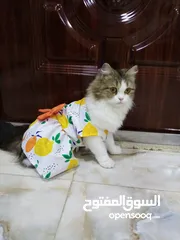  4 قطه شيرازي للبيع مع ملابس هديه لقاحاتها كامله