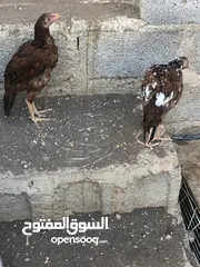  3 للبيع دجاج بكستاني