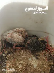  10 كوم 30 حبة تنضيف سطح جواز فحول طواير فراخ