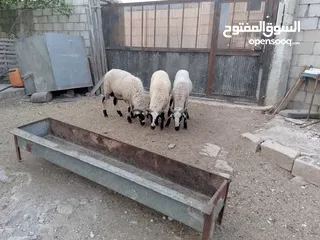  3 خرفان أضاحي قبرصي للبيع