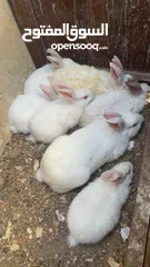  1 ذكر وانثى بلدي مع ولادهم