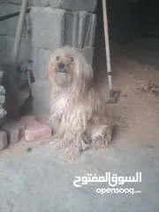  3 انثى كانيش