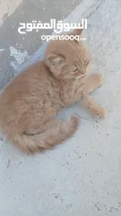  7 قط بعمر شهرين صغير لعلوب الاب شيرازي والام عاديه بعيون عسليات
