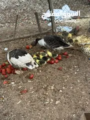  1 وز للبيع مع صيصان