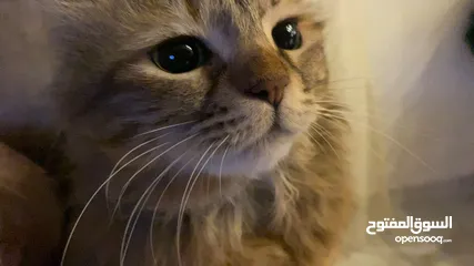  2 بسة لتبني .