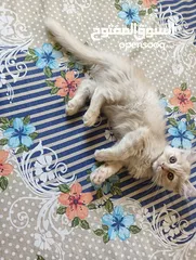  1 Pure Persian Kitten (Shirazi Kitten)