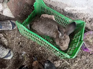  6 ارانب للبيع