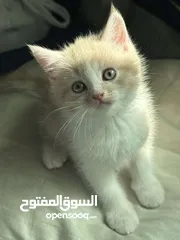  4 قطط للتبني برسوم في عجمان