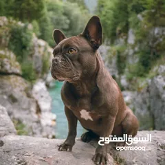  3 Pure French bulldog for sale